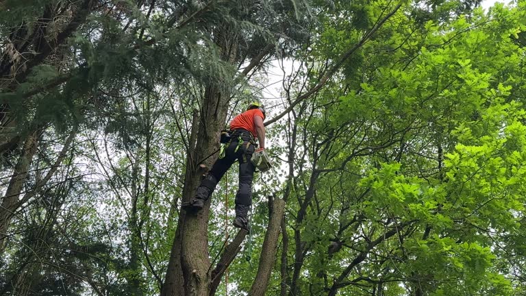 Best Tree Trimming and Pruning  in Monte Sereno, CA